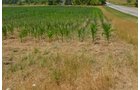 Property photo 10 - 51.5 Acres Offered in 5 tracts, 2 Farm Sites